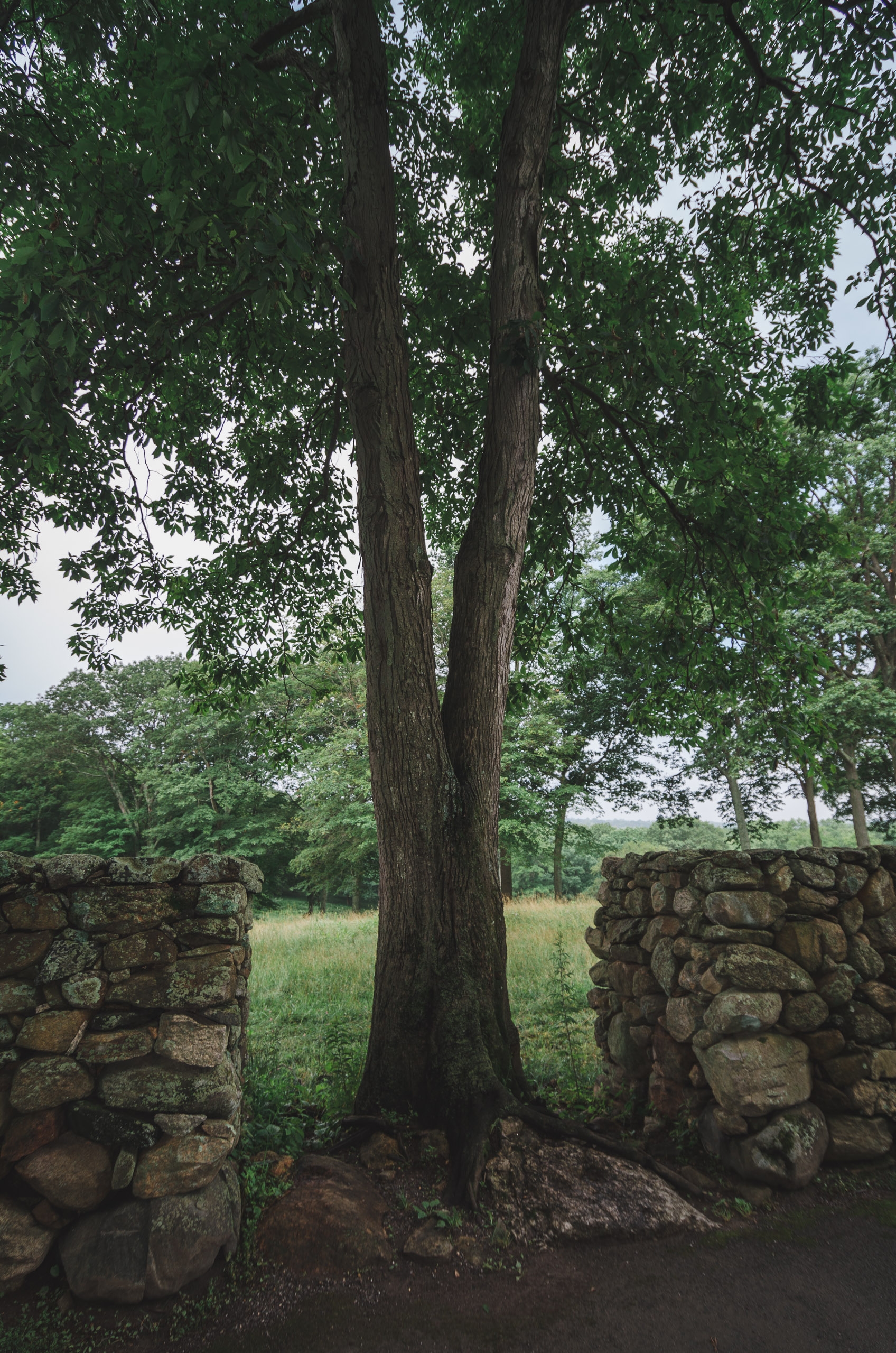 Trees and the Stone Wall