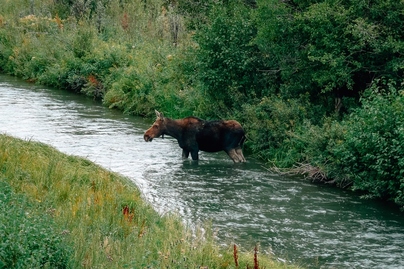 Grand Teton National Park - 2007-0831-P1000941