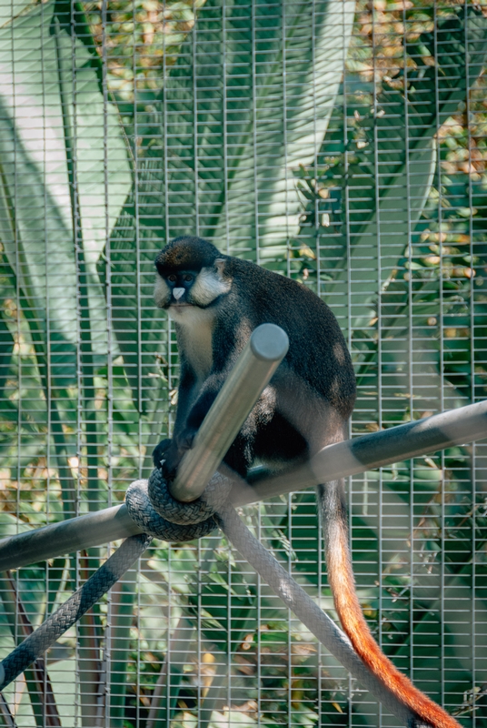 San Diego Zoo - 2009-0919-DSC_0187_12082