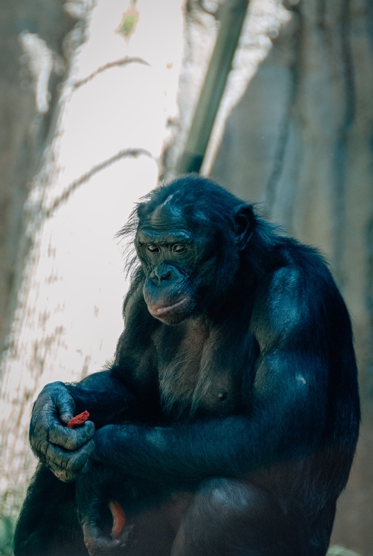 San Diego Zoo - 2009-0919-DSC_0273_17252