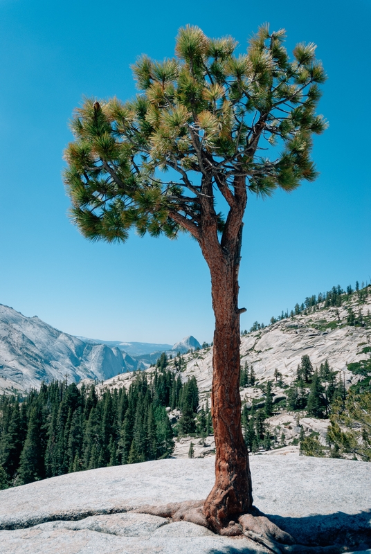 Yosemite National Park - 2010-0723-DSC_0078_26263