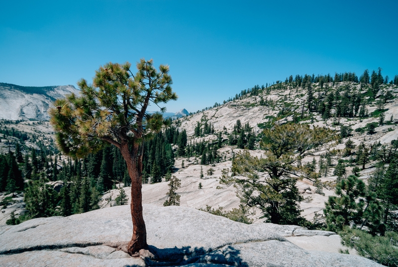 Yosemite National Park - 2010-0723-DSC_0087_33944