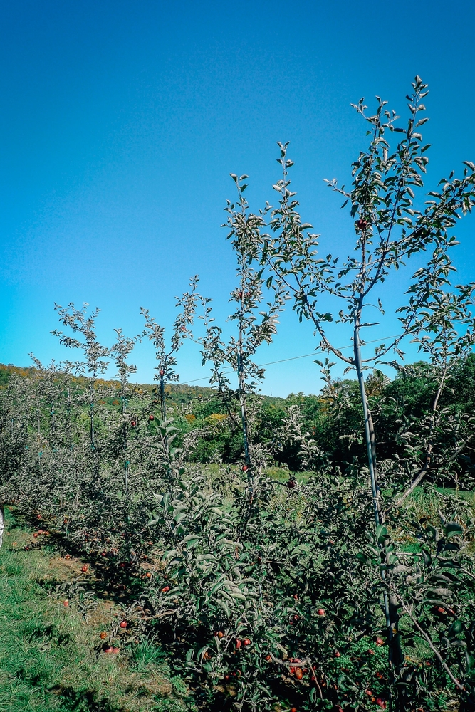 Apple Picking in Rockland County - 2010-1010-P1010753