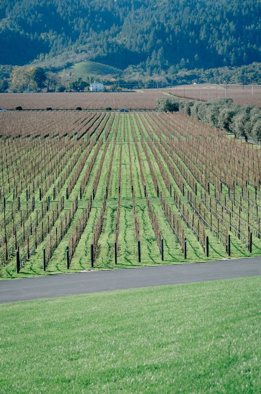 Napa Valley & San Francisco - 2010-1230-KPK_0500