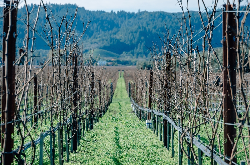 Napa Valley & San Francisco - 2010-1230-KPK_0526