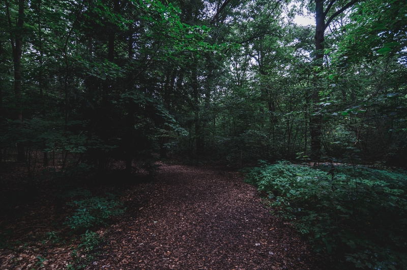 The Surrounding Woods