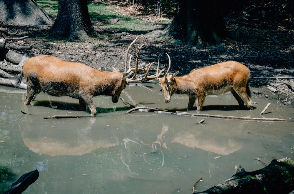 The Bronx Zoo - 2012-0519-DSC_2392_3983