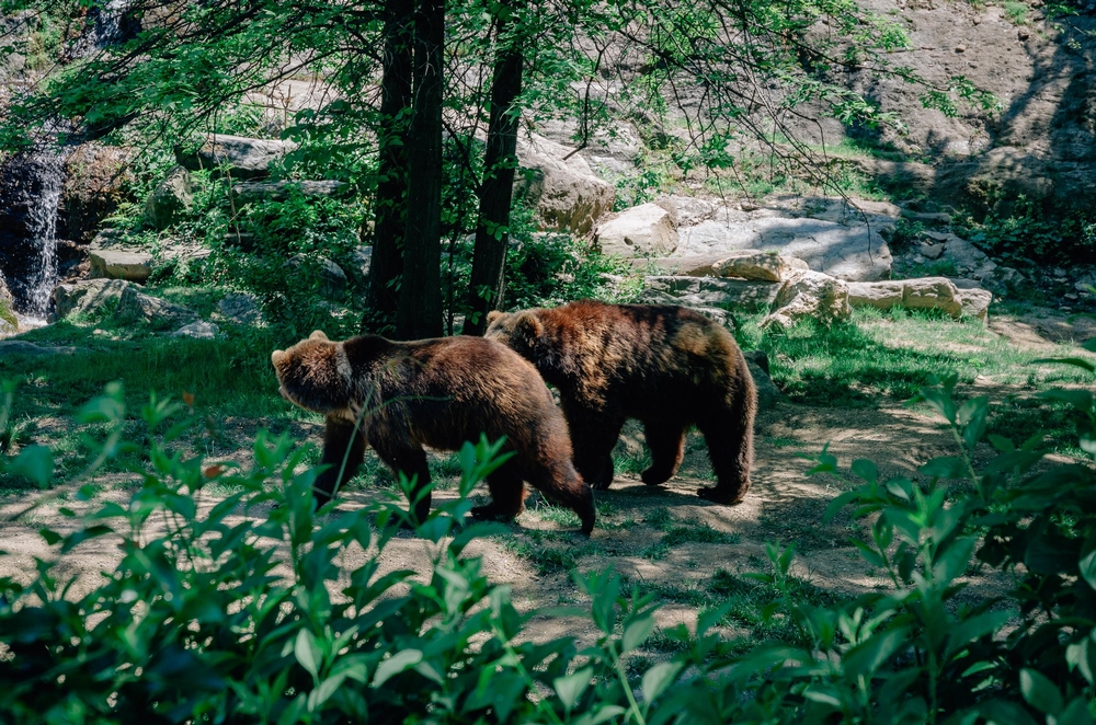 The Bronx Zoo - 2012-0519-DSC_2414