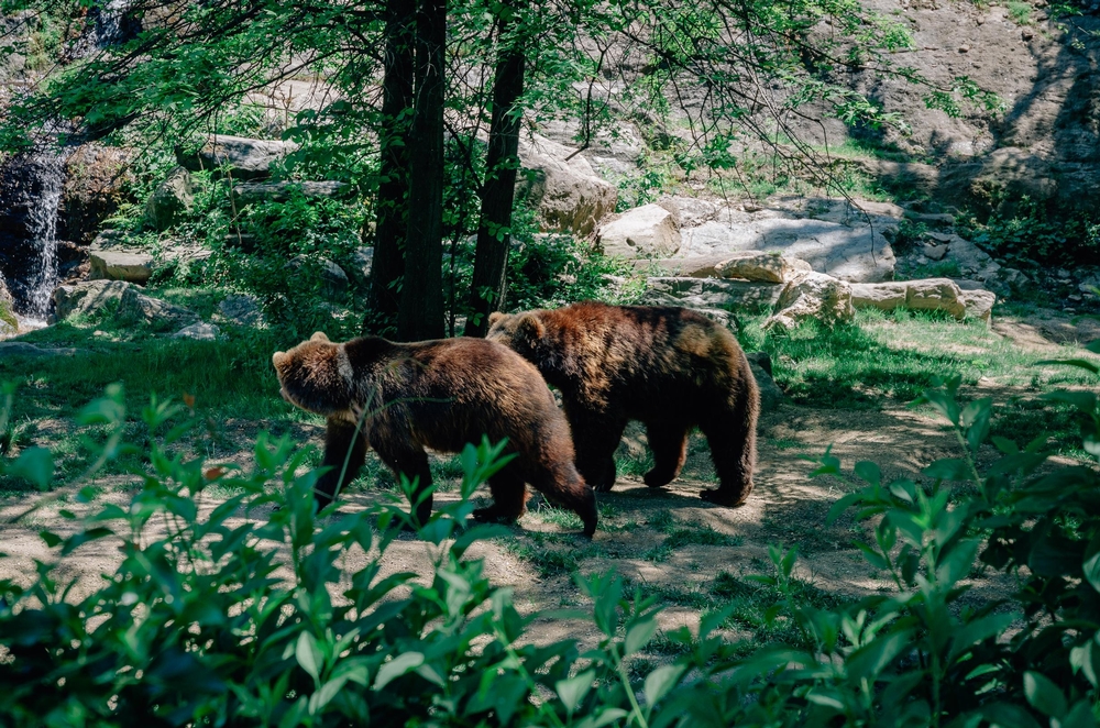 The Bronx Zoo - 2012-0519-DSC_2414