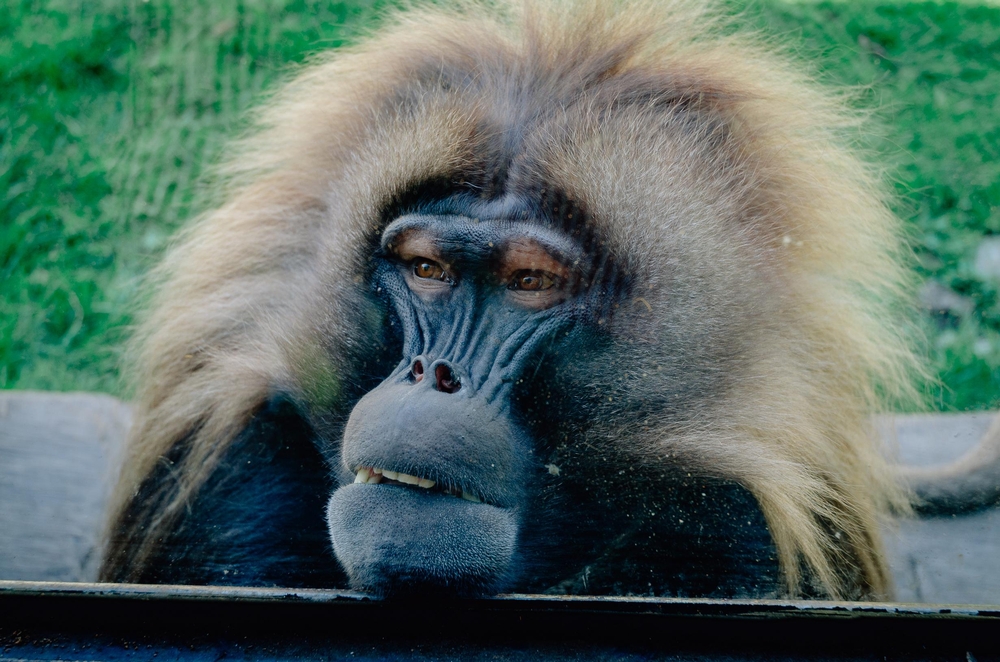 The Bronx Zoo - 2012-0519-DSC_2445