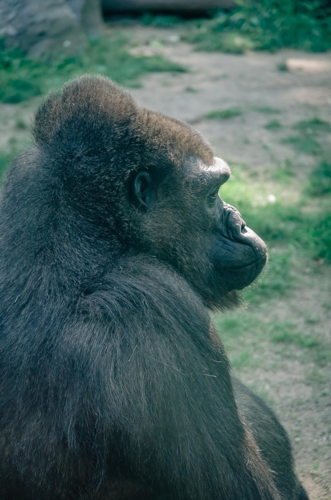 The Bronx Zoo - 2012-0519-DSC_2545