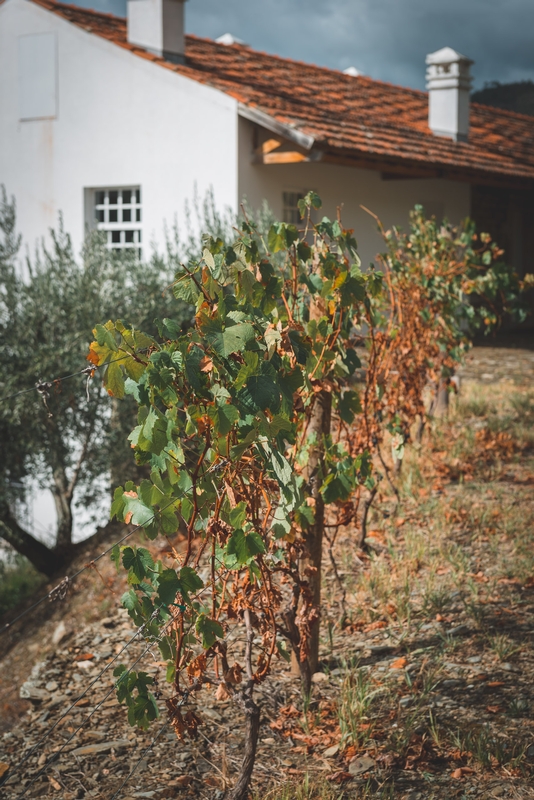 Portugal - The Douro Valley - 2012-0926-DSC_1867_23755