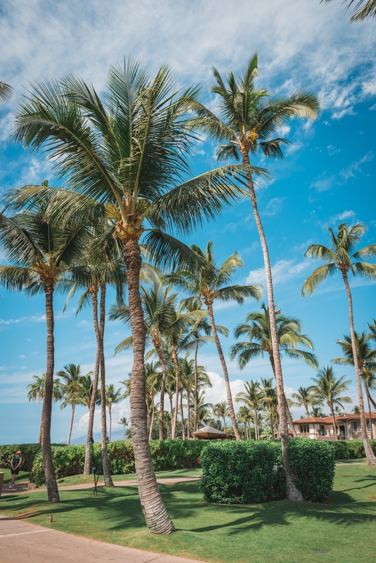 Palm Trees at the Grand Wailea