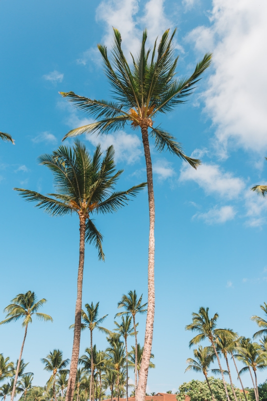 Palm Trees at the Grand Wailea - Part II