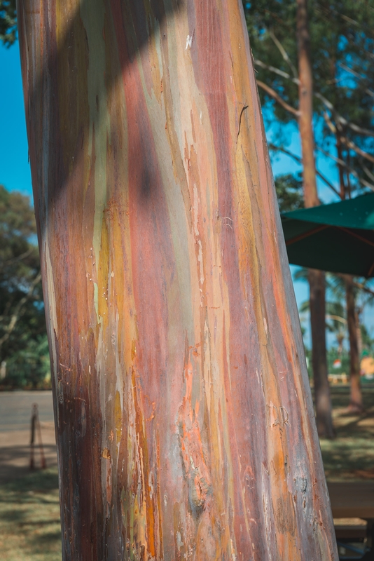 The Rainbow Birch