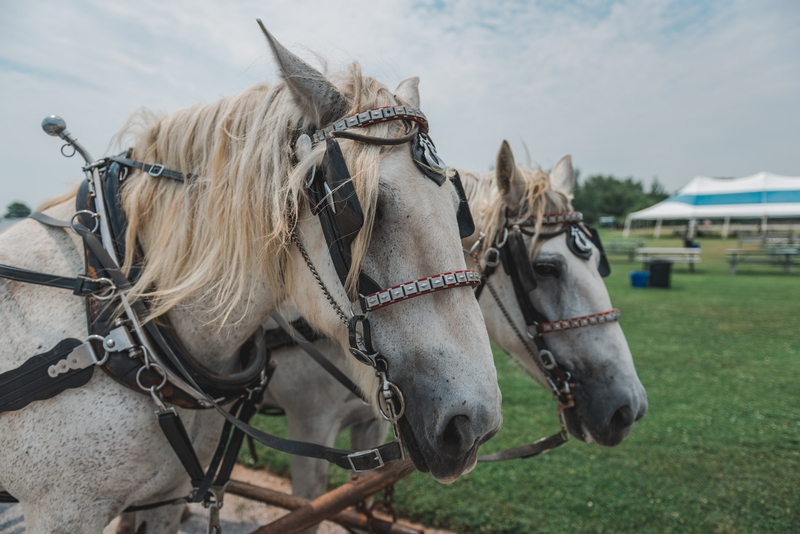 Meet the Horses