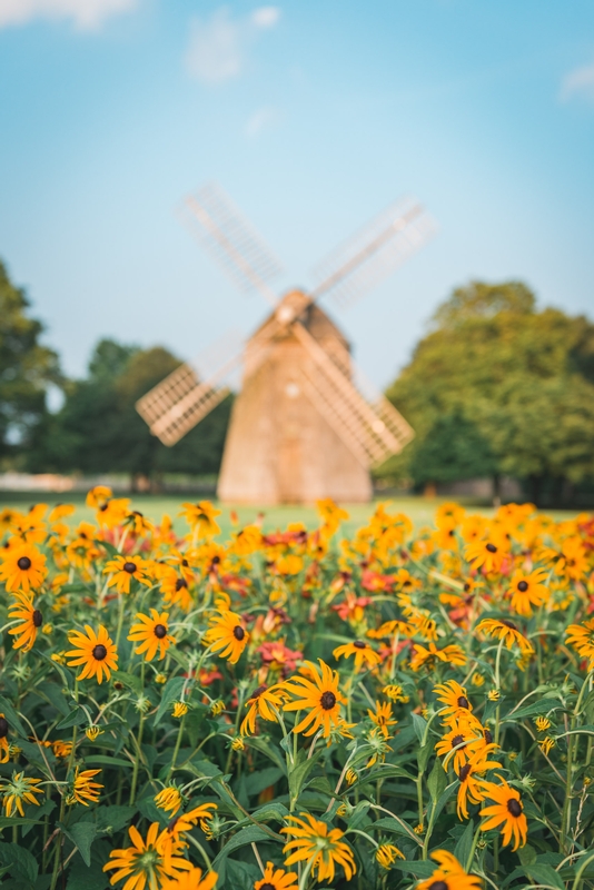 The Flowers and the Windmill