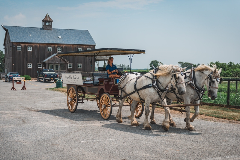 The Horse-Drawn Carriage