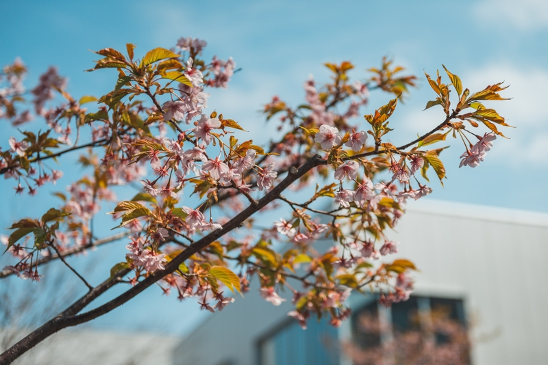 Cherry Blossoms in Daikanyama