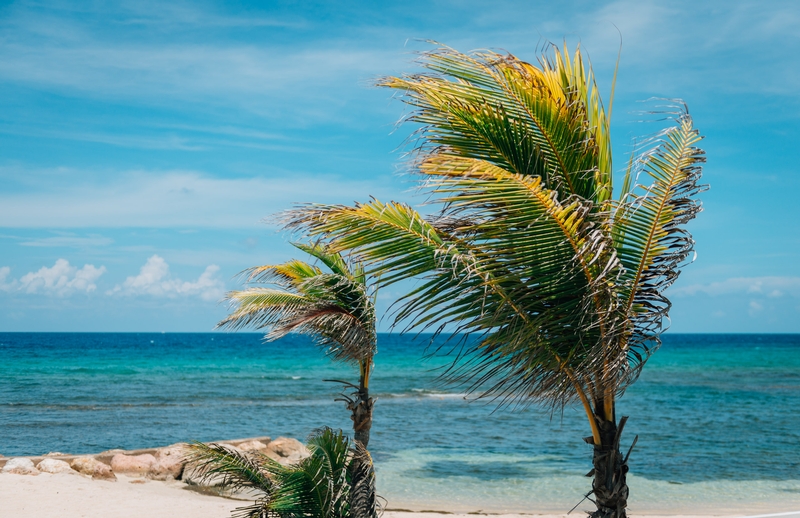 Palm Trees on the Beach