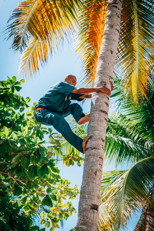 Crazy for Coconuts 2