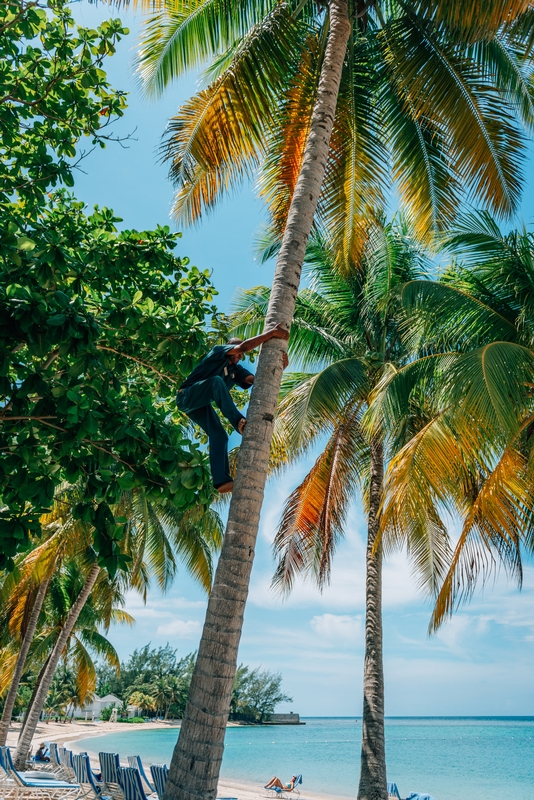 Crazy for Coconuts