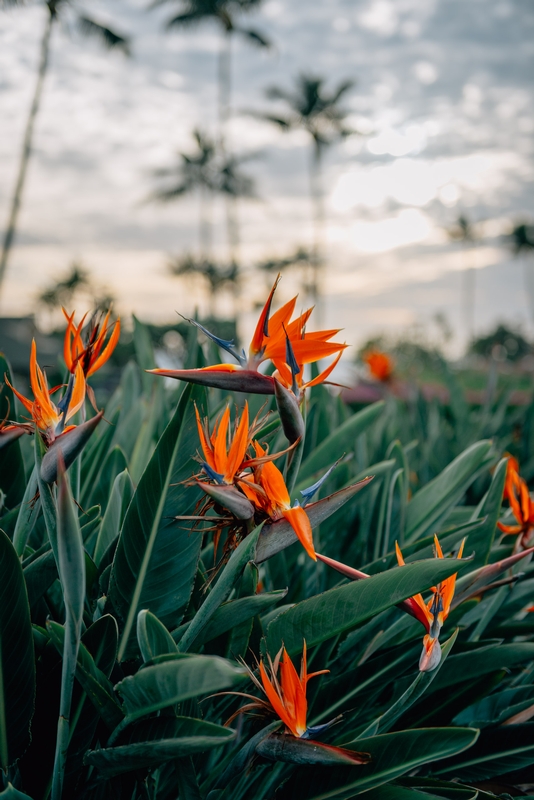 Flowers on Kauai