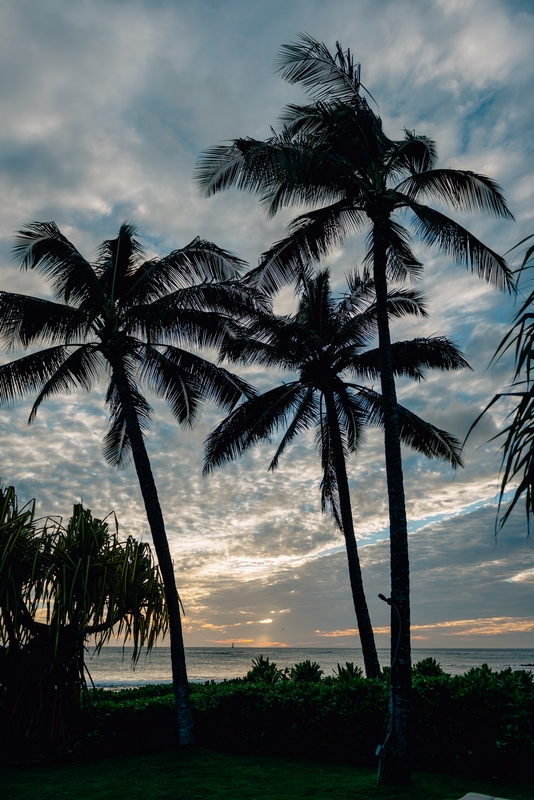 Palm Trees at Sunset