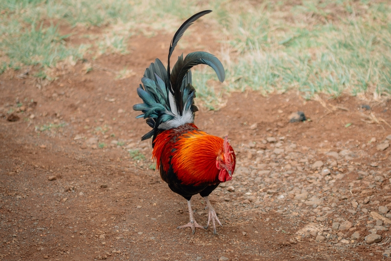 Waimea Canyon Wildlife