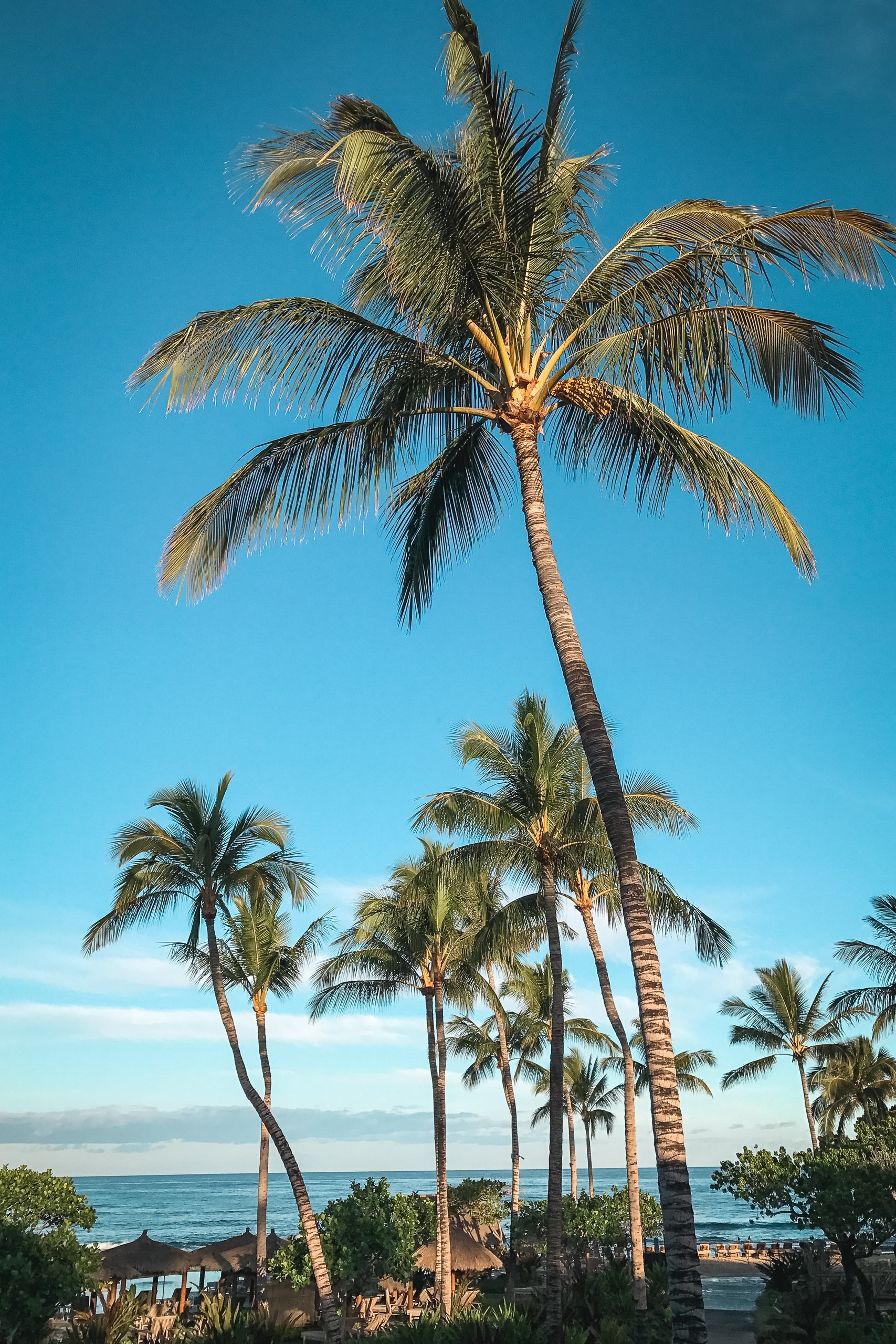 Tall coconut palms with drooping fronds stand against clear blue sky above a tropical beachfront resort with ocean and distant shoreline visible