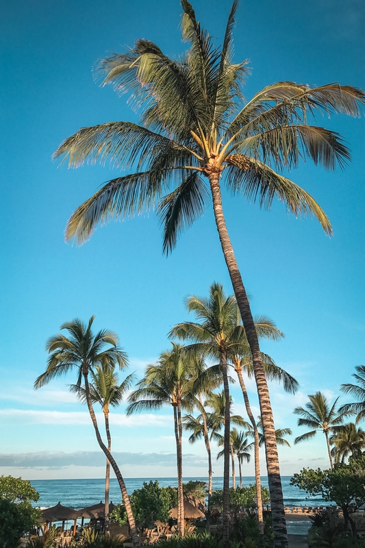 Coconut Palms Above Tropical Resort
