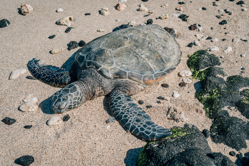 Sea Turtles on the Beach