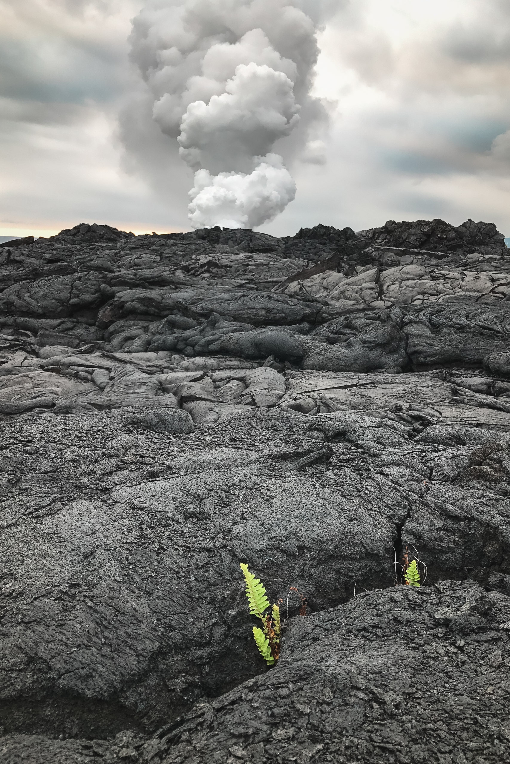Volcanic lava field with bright green ferns sprouting from dark rock crevices under billowing white steam plume rising against cloudy sky