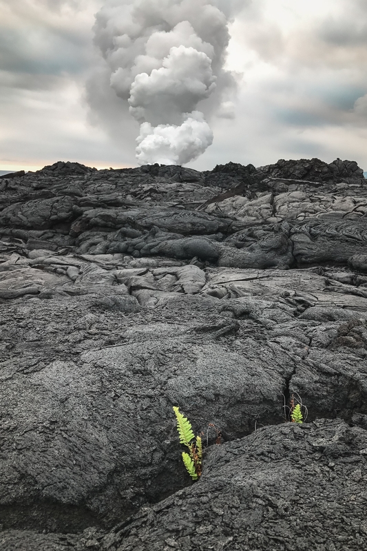 Ferns Thriving In Volcanic Lava Field