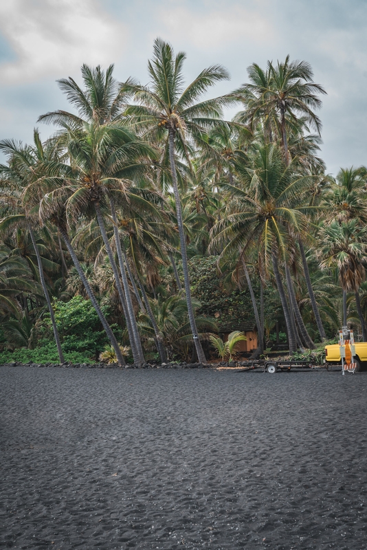 Palms on the Black Beach