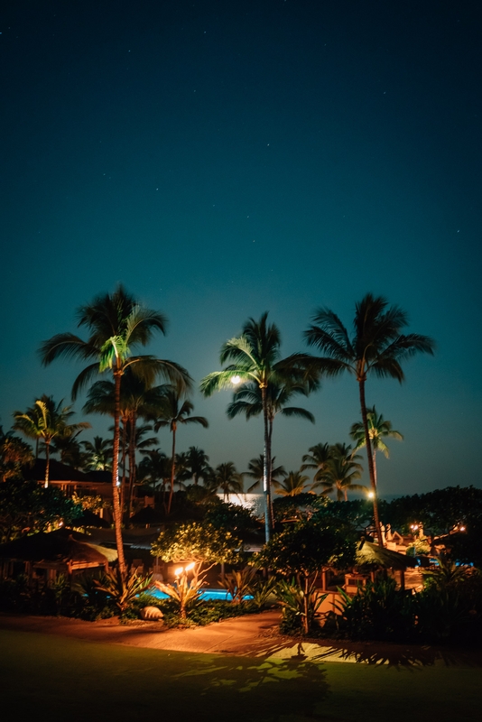 Plam Trees at Night