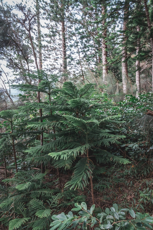 Ferns Above Oahu