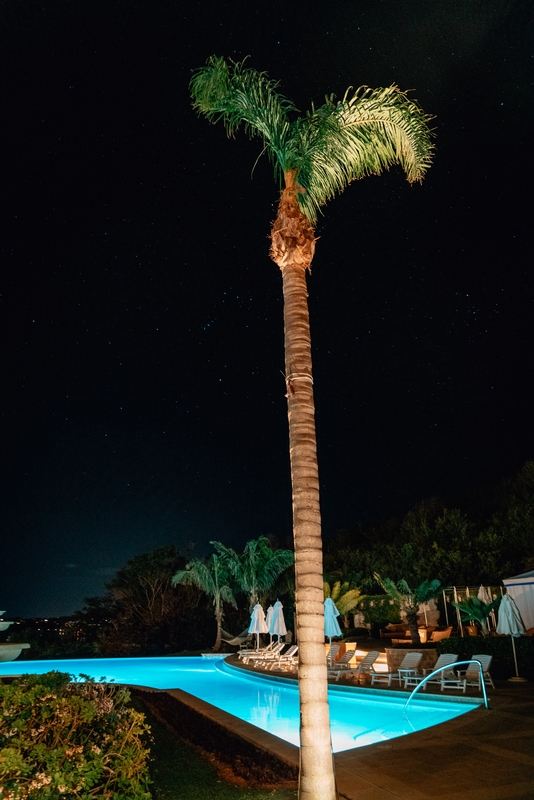 A Poolside Palm Tree at Night