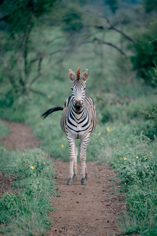 A Staredown in Lebombo