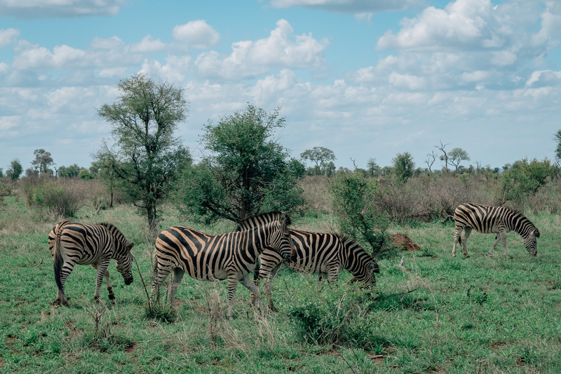 First Zebra Sighting