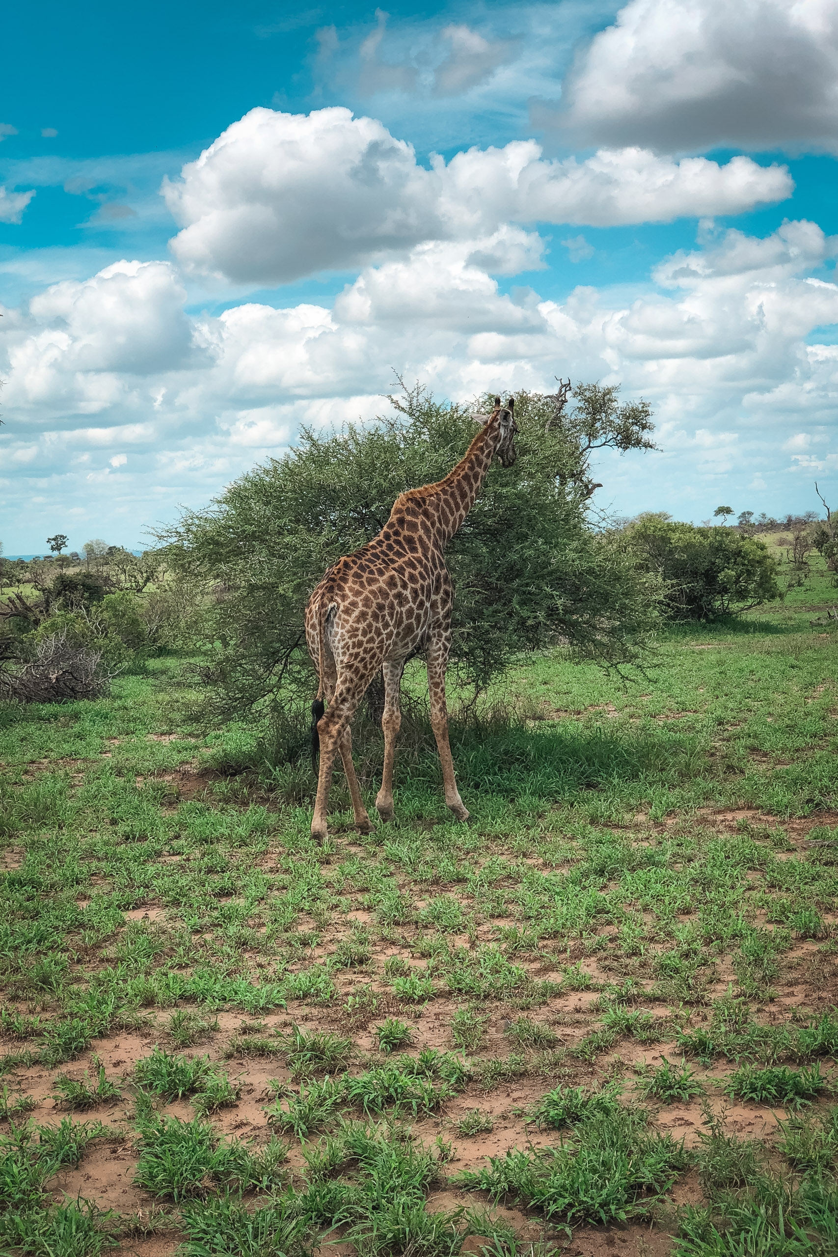A giraffe stretches its long neck to browse acacia tree leaves in an African savanna landscape under bright blue sky with white cumulus clouds