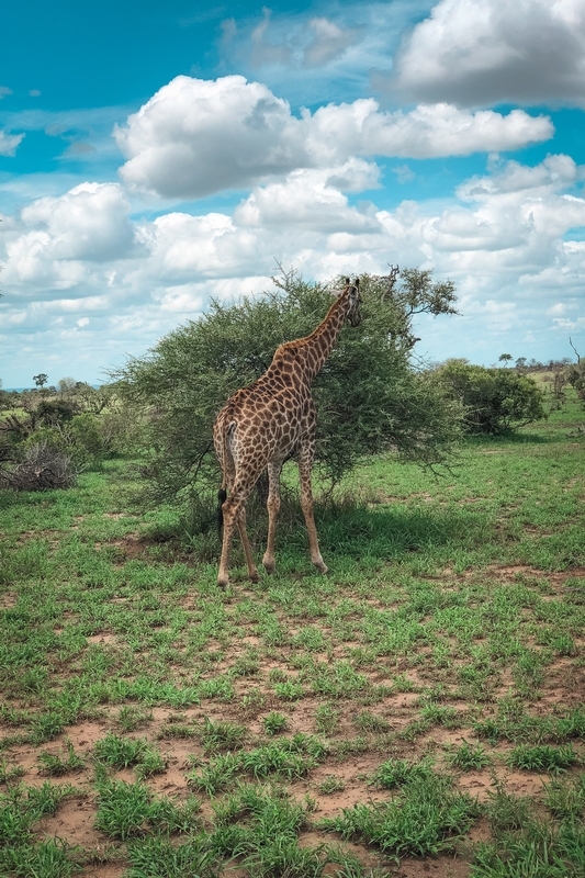 Giraffe Feeding on Acacia Trees