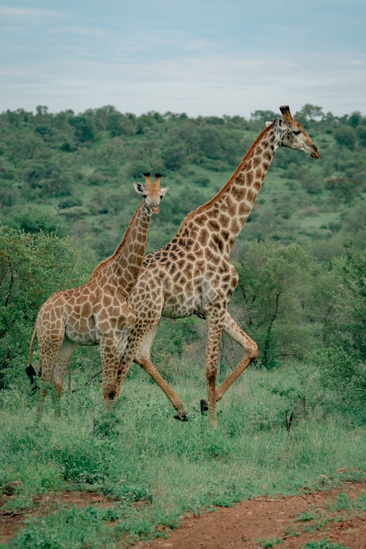 Giraffe Sightings in Lebombo 2