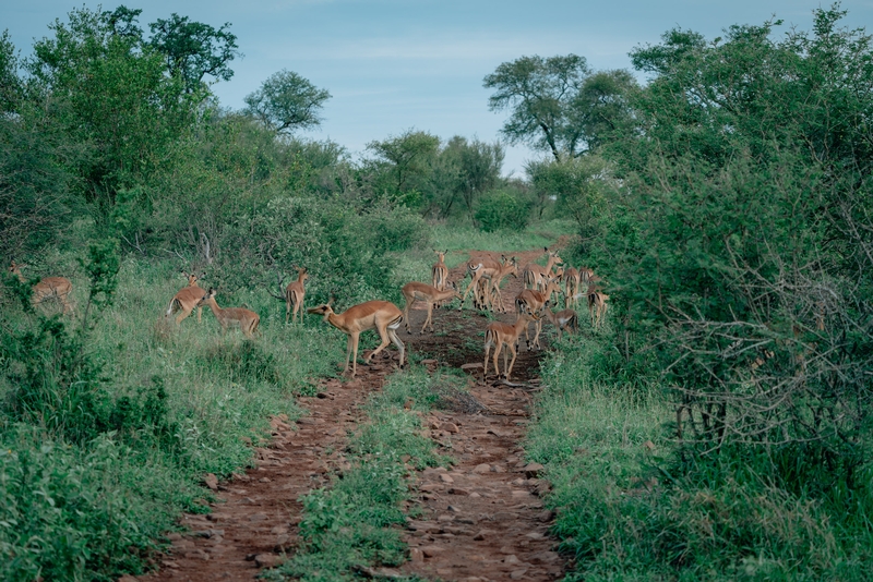 Impala Crossing