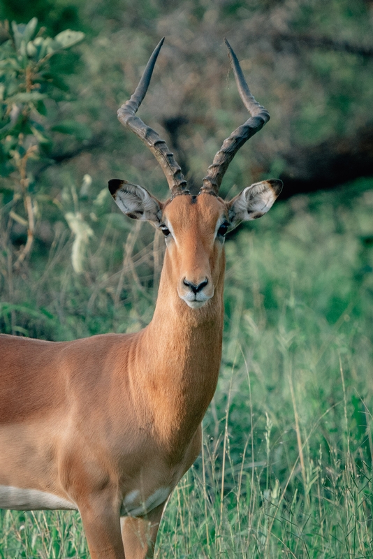 Impala