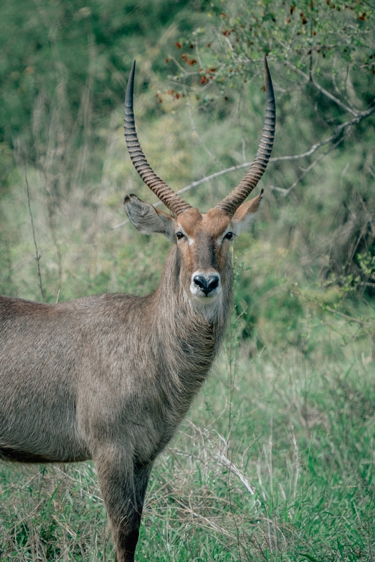 Waterbuck