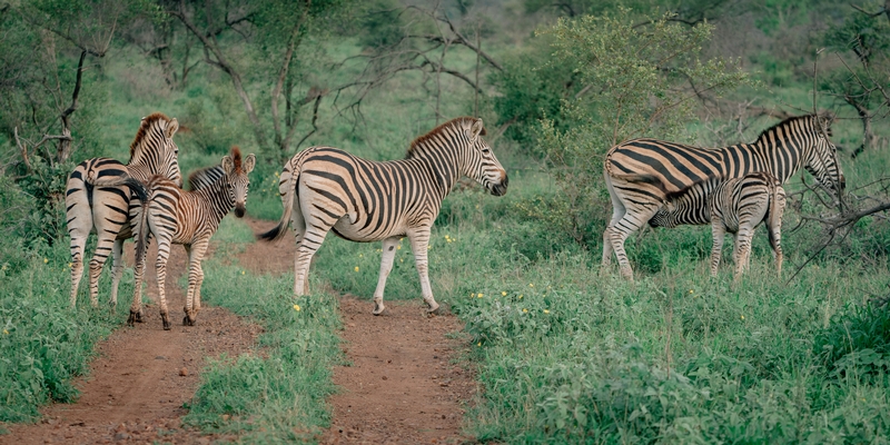 Zebra Crossing