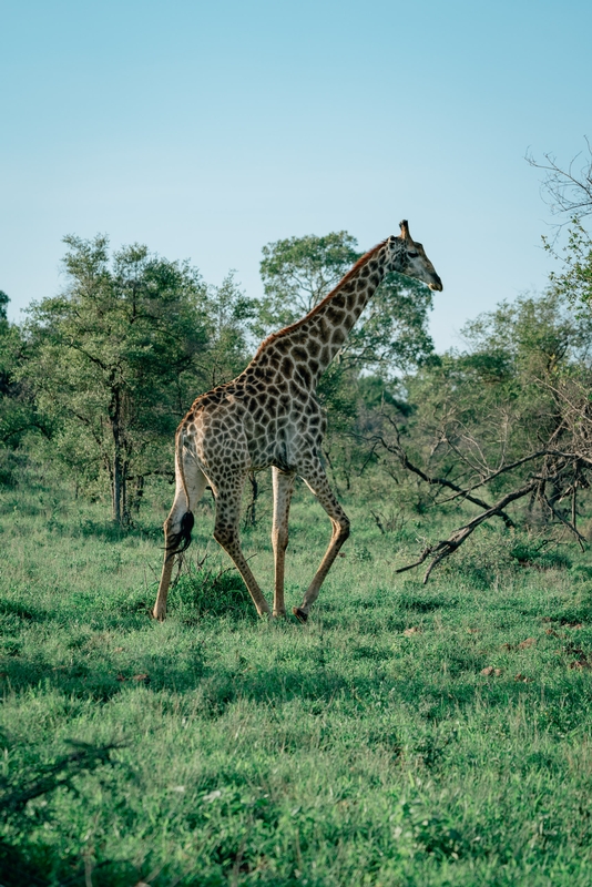 A Giraffe in the Open