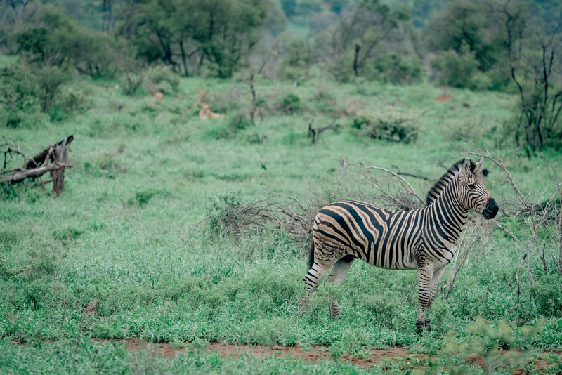 Zebra - Its Whats for Dinner