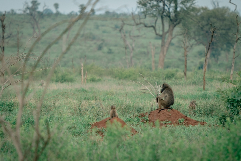 A Couple of Thoughtful Arangutangs